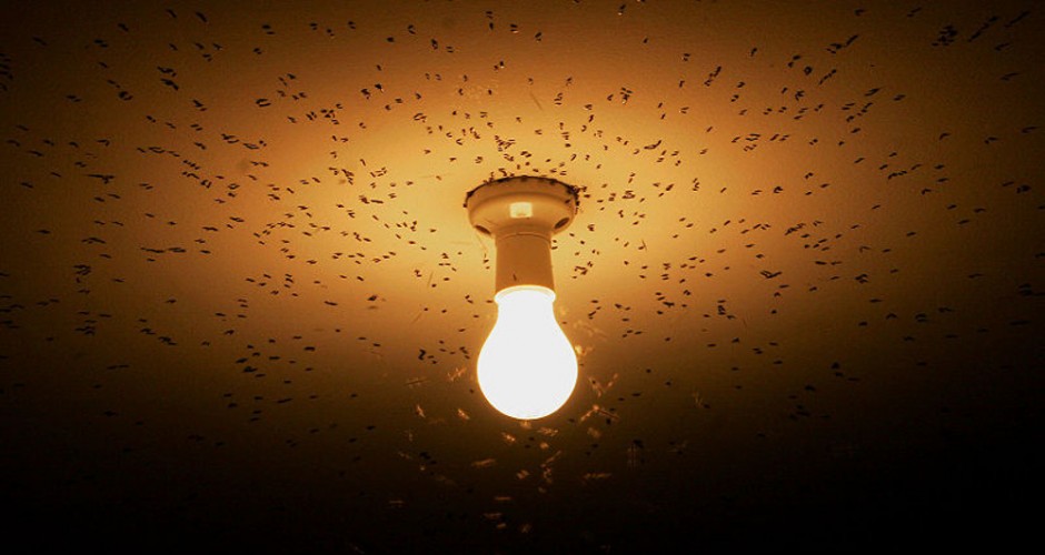 Atracción de algunos insectos por la luz