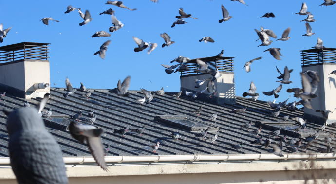 Consejos de prevención y eliminación de palomas