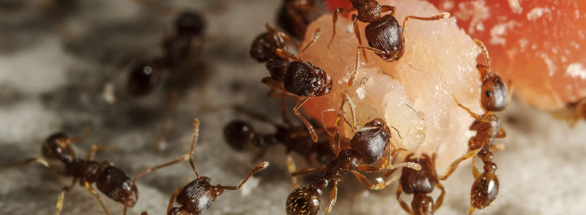 datos-sorprendentes-sobre-plagas-de-hormigas-que-no-conocias