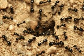 Falsos mitos sobre el control de hormigas casero