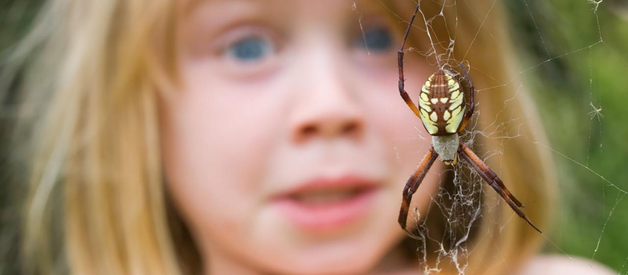 Fobia a los insectos. Qué es y cómo superarla