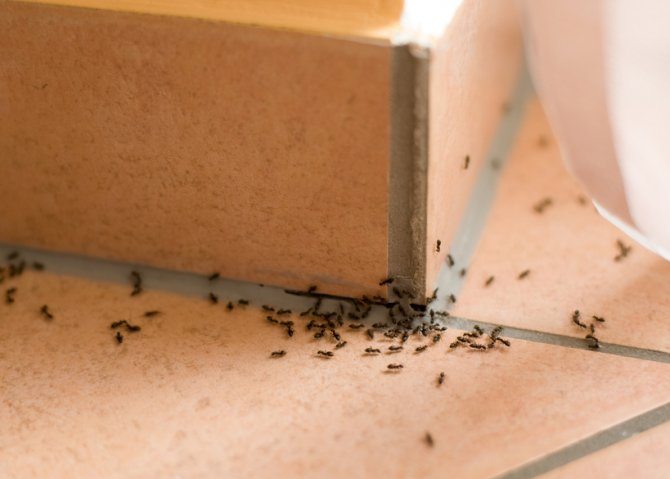 Fumigación contra hormigas