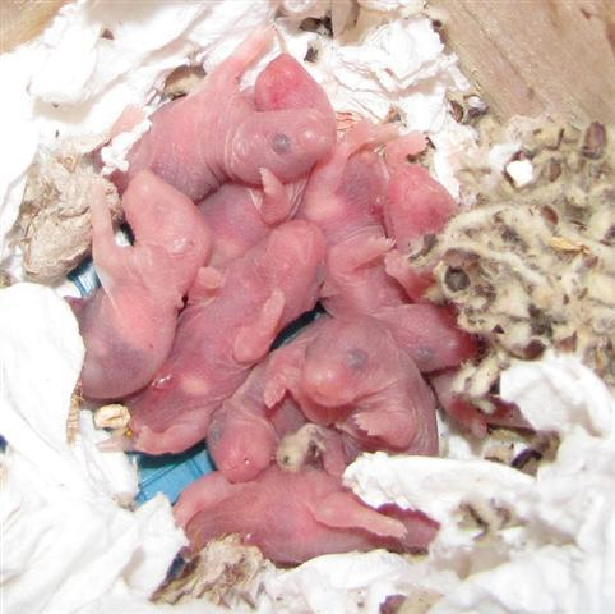 La reproducción de ratas y ratones