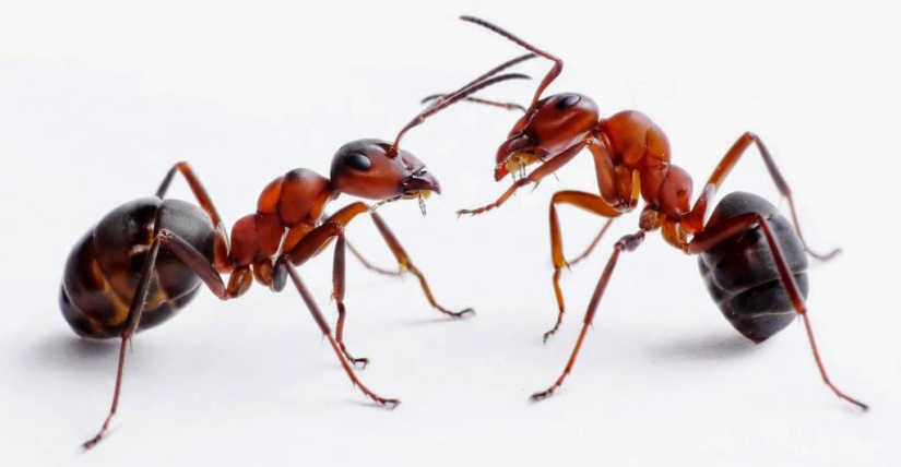 Las hormigas pueden invadir un lugar de forma organizada