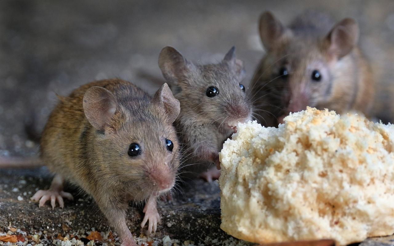 Los ratones buscan tu casa para pasar el invierno