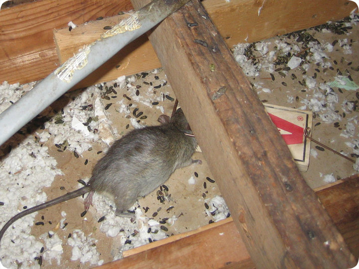 Problemas de roedores en el aislamiento del hogar