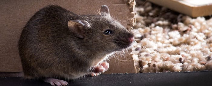 ¿Como saber si tengo una rata o ratón en casa?