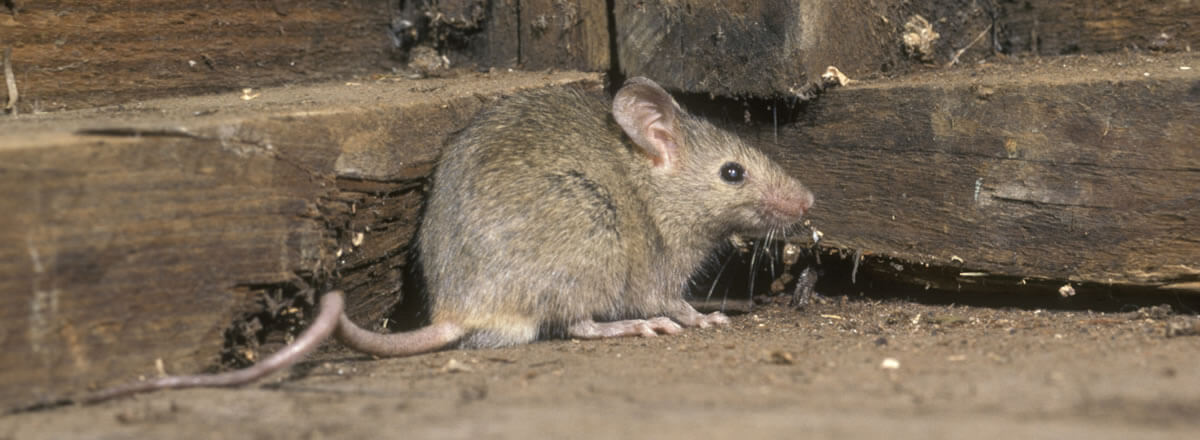 ¿Cuánta comida necesitan los ratones para sobrevivir?