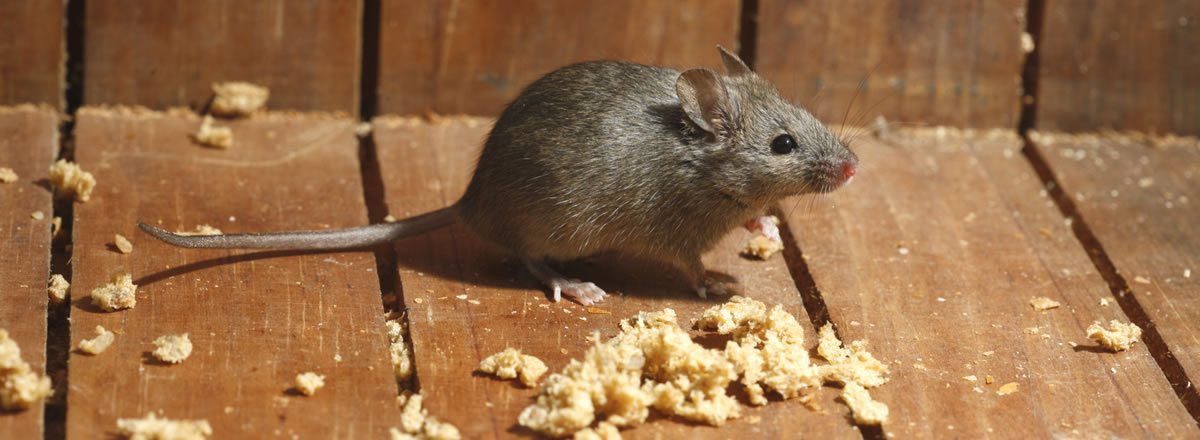 ¿Cuánta comida necesitan los ratones para sobrevivir?