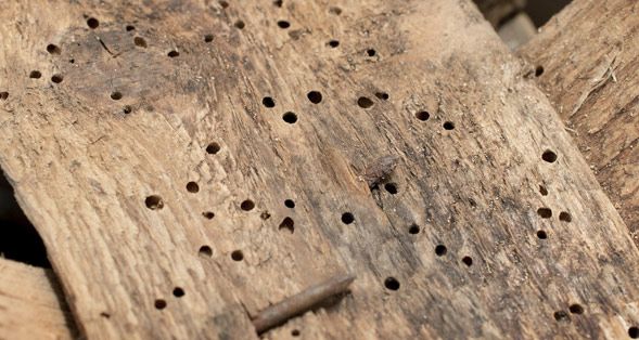 ¿Qué maderas atraen más a las termitas?