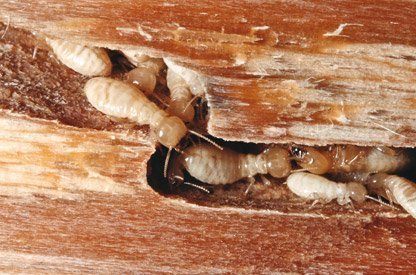 ¿Qué maderas atraen más a las termitas?